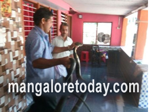 13-feet King cobra rescued from a house in Kundapur